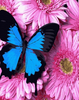 Tapyba pagal skaičius Drugelis ant rožinių chrizantemų 40x50 cm