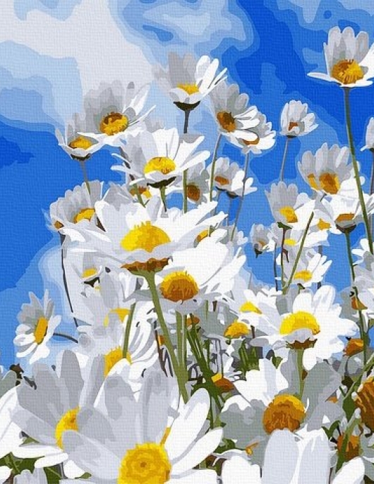 Tapyba pagal skaičius Baltosios ramunėlės 40x50 cm