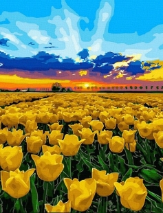 Tapyba pagal skaičius Auksinių tulpių laukas 40x50 cm