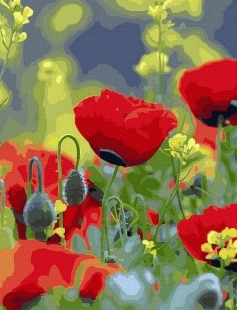 Tapyba pagal skaičius Aguonų laukai 40x50 cm