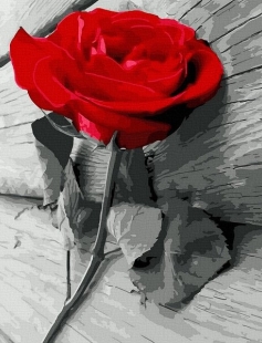 Tapyba pagal skaičius Scarlet Rose 40x50 cm