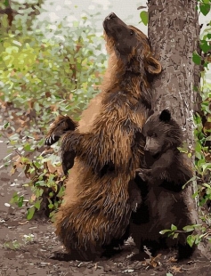 Tapyba pagal skaičius Meškų šeima 40x50 cm