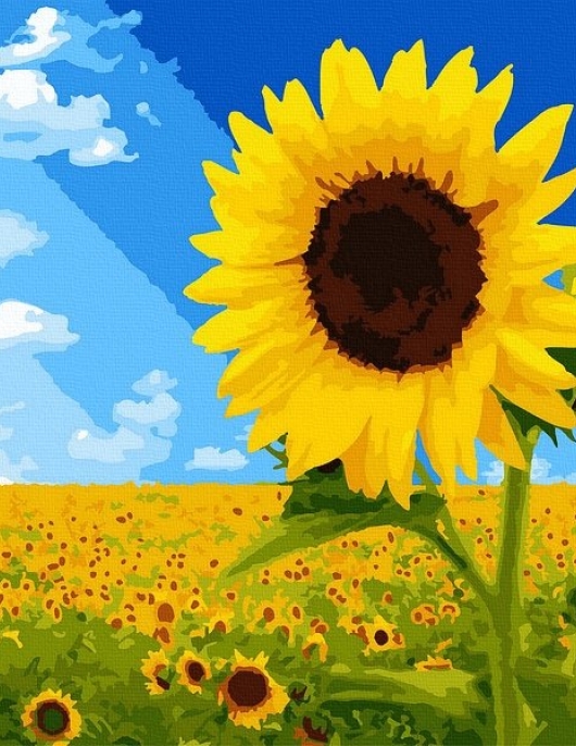 Tapyba pagal skaičius Saulėgrąžų laukas 40x40 cm