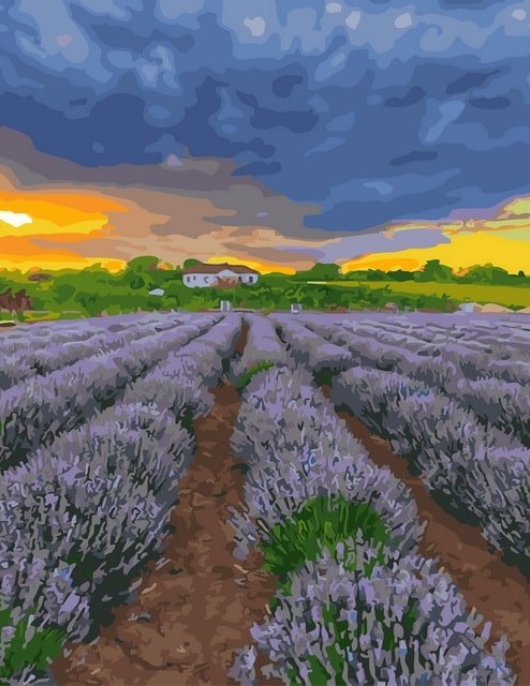 Tapyba pagal skaičius Levandų laukai saulėlydžio metu 40x50 cm
