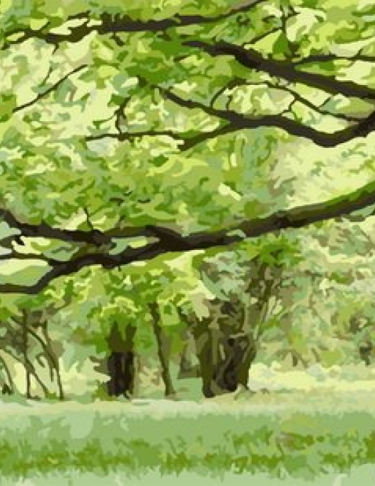 Tapyba pagal skaičius Žaliasis miškas – ramus peizažas 50x50x3 cm