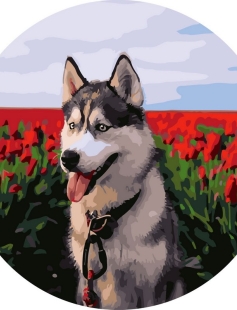 Tapyba pagal skaičius Haskis raudonajame aguonų lauke 40x40 cm